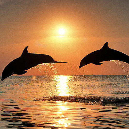 Dolphin Cruises and Sunset Sailing Dunedin, Fl